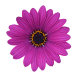 Cape Daisy® Purple