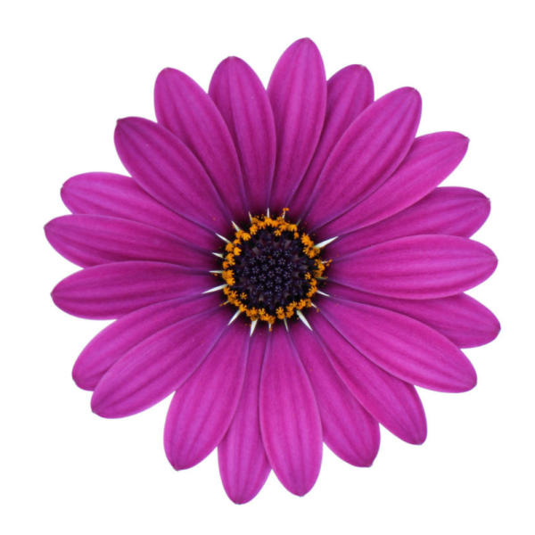 Cape Daisy® Purple