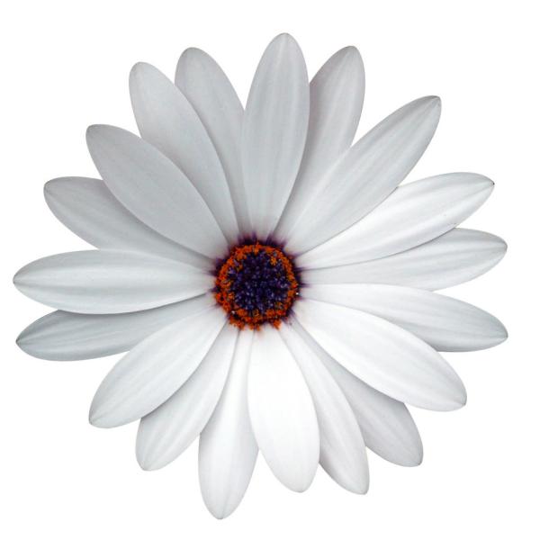 Cape Daisy® White
