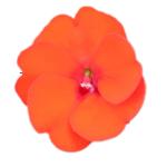 SunPatiens® Compact Electric Orange
