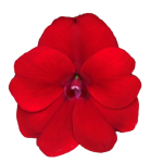 SunPatiens® Compact Red