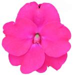SunPatiens® Vigorous Rose Pink