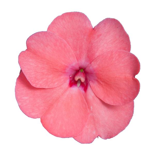 SunPatiens® Compact Coral Pink