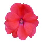 SunPatiens® Compact Deep Rose