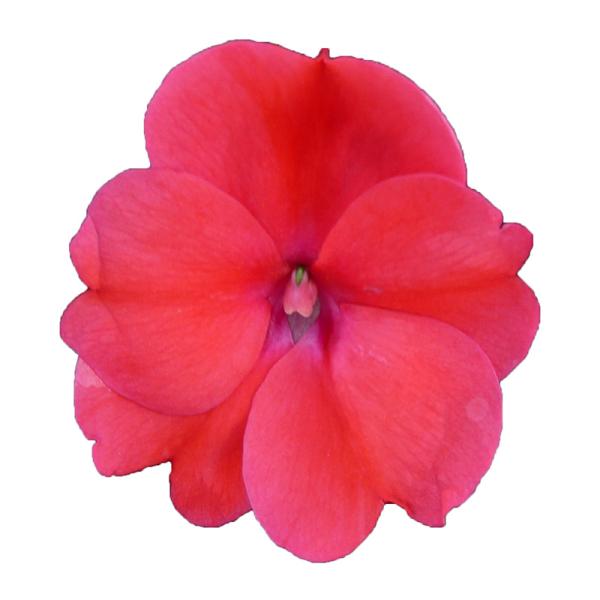 SunPatiens® Compact Deep Rose