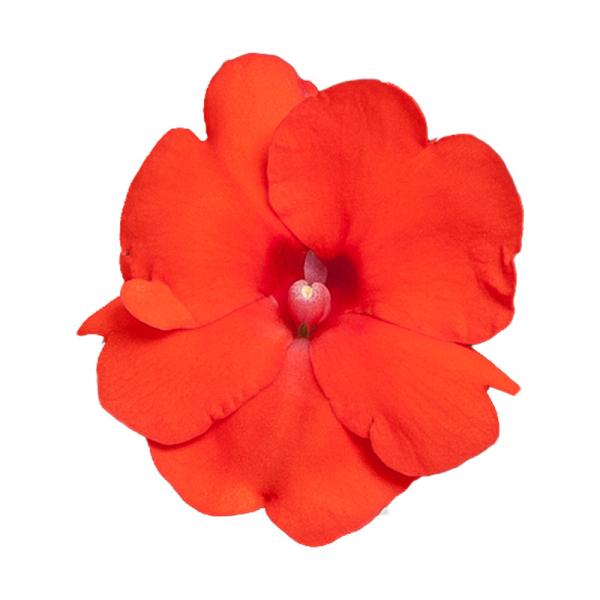 SunPatiens® Compact Hot Coral
