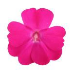 SunPatiens® Compact Hot Pink