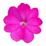 SunPatiens® Compact Lilac IMP