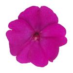 SunPatiens® Compact Purple