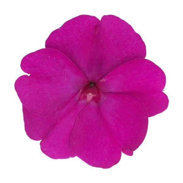 SunPatiens® Compact Purple