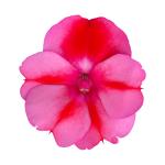 SunPatiens® Compact Red Candy