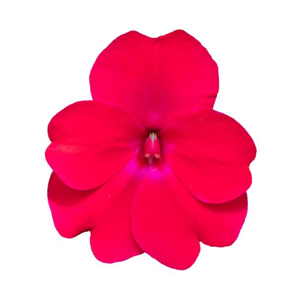SunPatiens® Compact Rose Glow