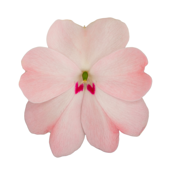 SunPatiens® Patio Blush Pink