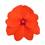 SunPatiens® Patio Orange