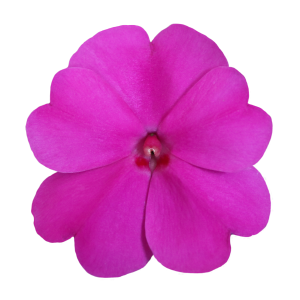 SunPatiens® Patio Purple