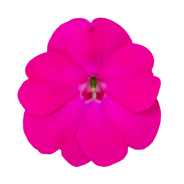 SunPatiens® Patio Rose Pink
