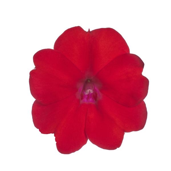 SunPatiens® Patio Scarlet