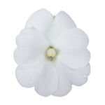 SunPatiens® Patio White