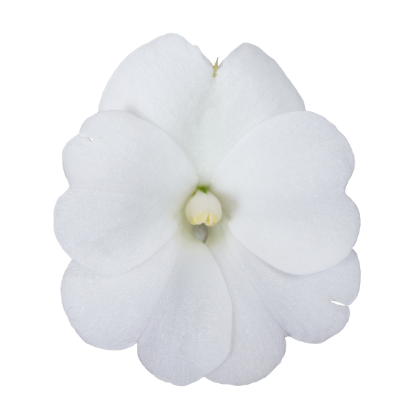 SunPatiens® Patio White