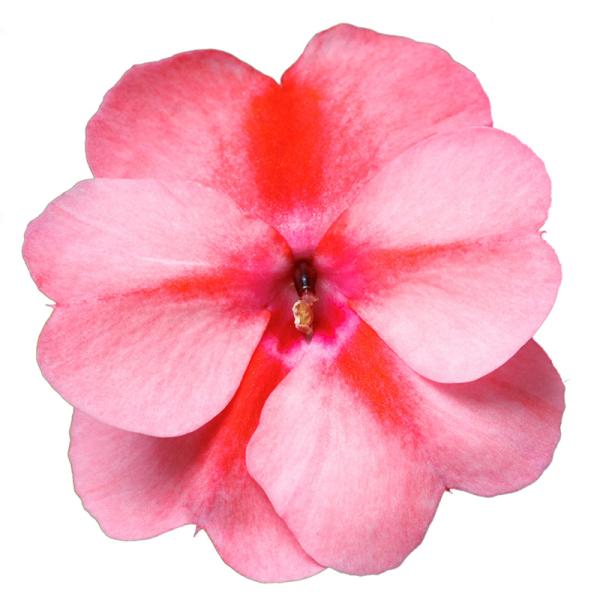 SunPatiens® Vigorous Peach Candy