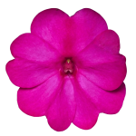 SunPatiens® Vigorous Purple