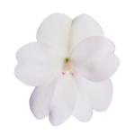 SunPatiens® Vigorous White
