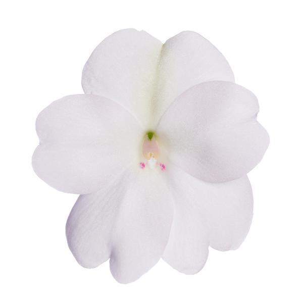 SunPatiens® Vigorous White
