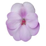 SunPatiens® Compact Orchid Blush