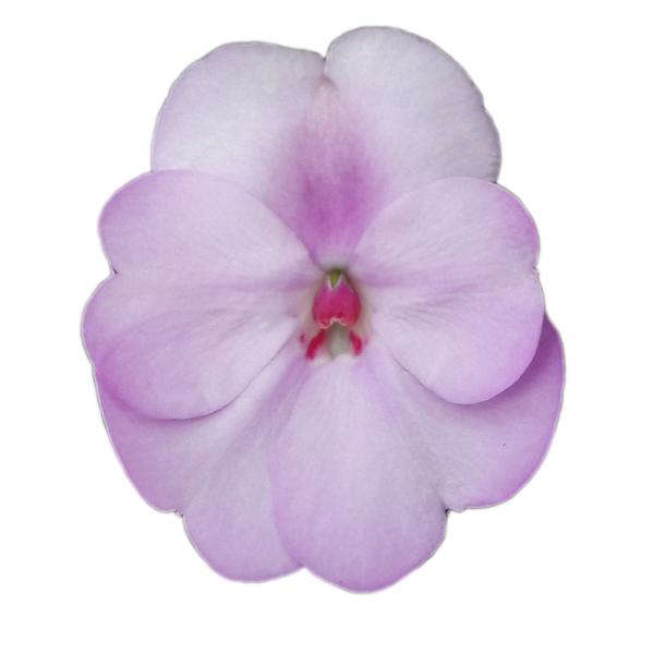 SunPatiens® Compact Orchid Blush