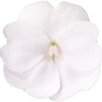 SunPatiens® Vigorous Clear White