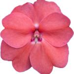 SunPatiens® Vigorous Pink Pearl