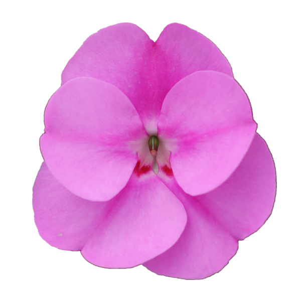 SunPatiens® Vigorous Lavender Splash