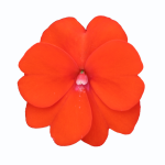 SunPatiens® Vigorous Orange