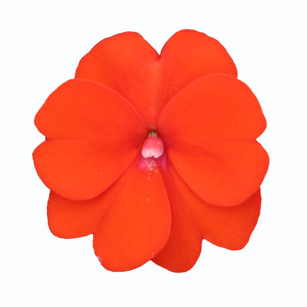 SunPatiens® Vigorous Orange