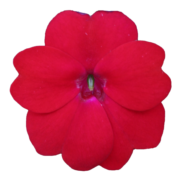 SunPatiens® Vigorous Red