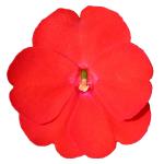 SunPatiens® Vigorous Scarlet