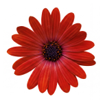 Volcano® Red