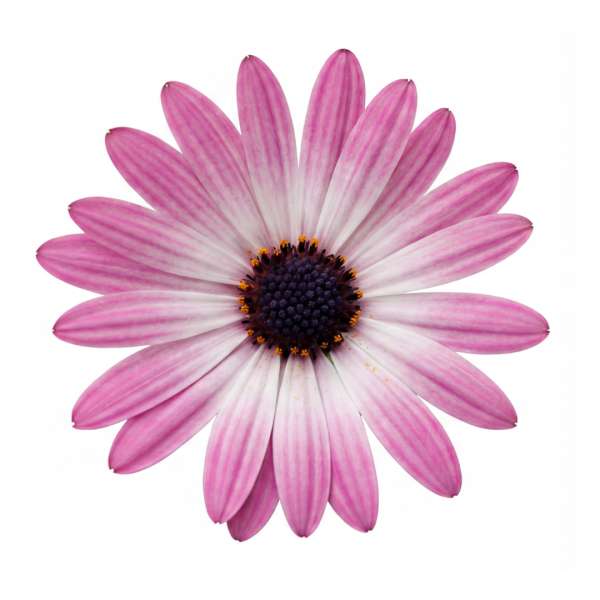 Volcano® Pink Flare