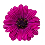 Volcano® Purple