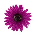 Cape Daisy® Zanzibar® Antique Purple