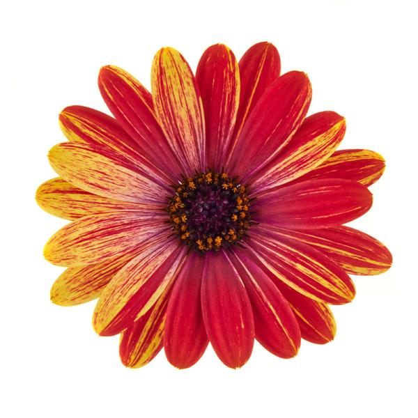 Cape Daisy® Zanzibar® Fireworks Red