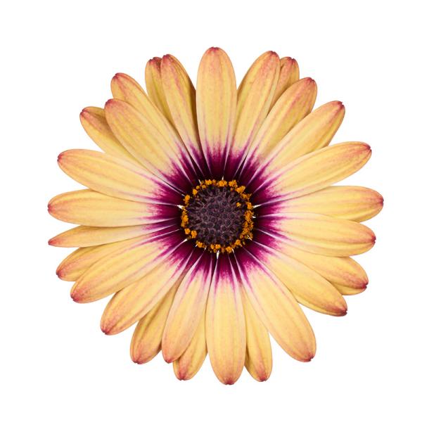 Cape Daisy® Zanzibar® Painted Desert