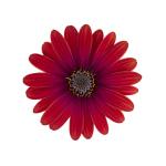 Cape Daisy® Zanzibar® Red