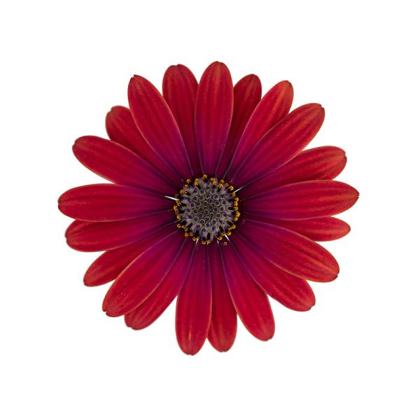 Cape Daisy® Zanzibar® Red