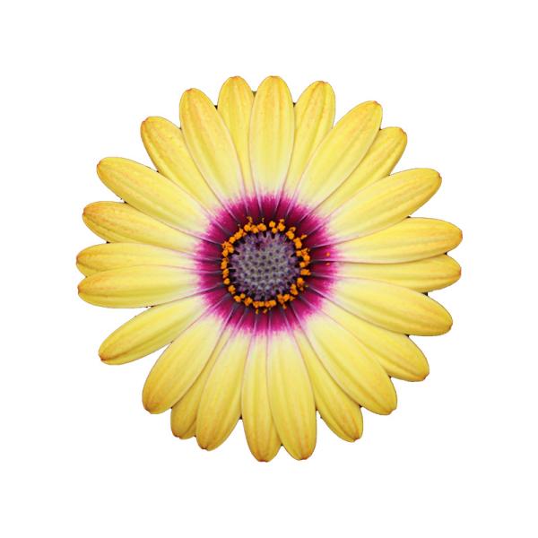 Cape Daisy® Zanzibar® Sunlight Purple Ring