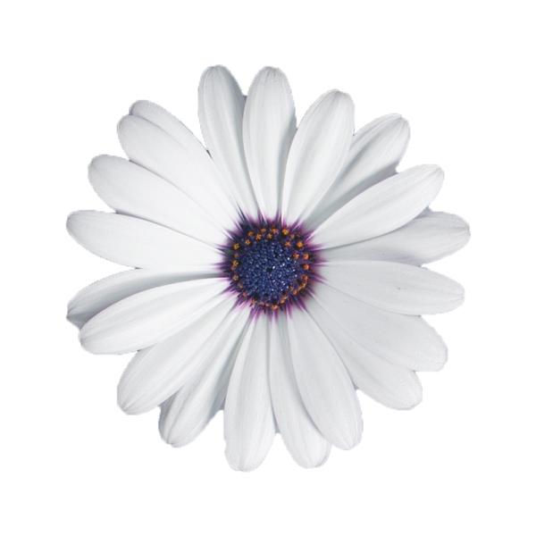 Cape Daisy® Zanzibar® White with Ring