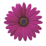 Cape Daisy® Zanzibar® Burgundy