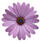 Cape Daisy® Zanzibar® Pink