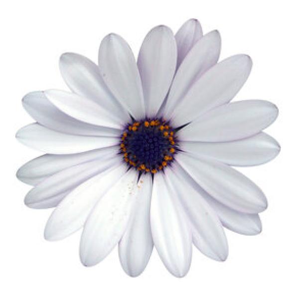 Cape Daisy® Zanzibar® White